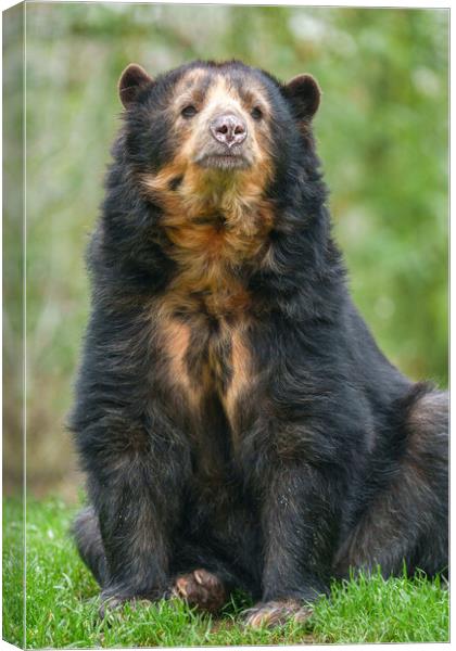Graceful Andean Bear in Lush Habitat Canvas Print by rawshutterbug 
