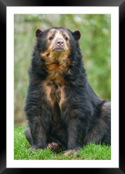 Graceful Andean Bear in Lush Habitat Framed Mounted Print by rawshutterbug 