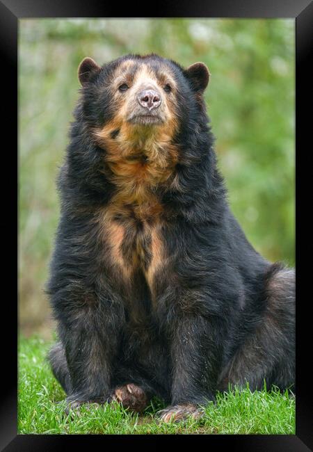 Graceful Andean Bear in Lush Habitat Framed Print by rawshutterbug 