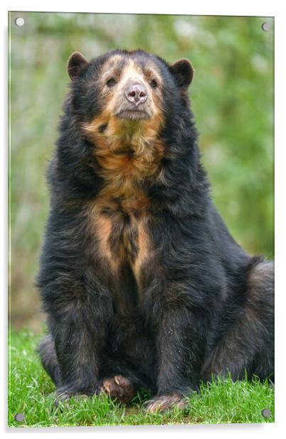 Graceful Andean Bear in Lush Habitat Acrylic by rawshutterbug 