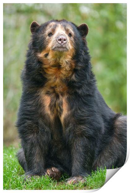 Graceful Andean Bear in Lush Habitat Print by rawshutterbug 