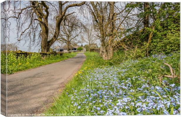 Roadside Forget Me Nots  Canvas Print by Richard Laidler
