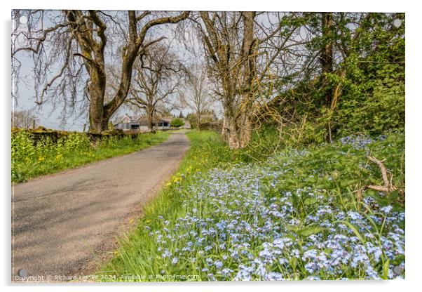 Roadside Forget Me Nots  Acrylic by Richard Laidler