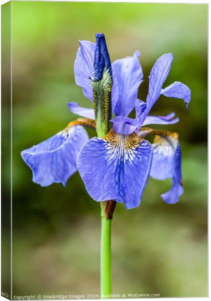 Blue iris Canvas Print by Ironbridge Images