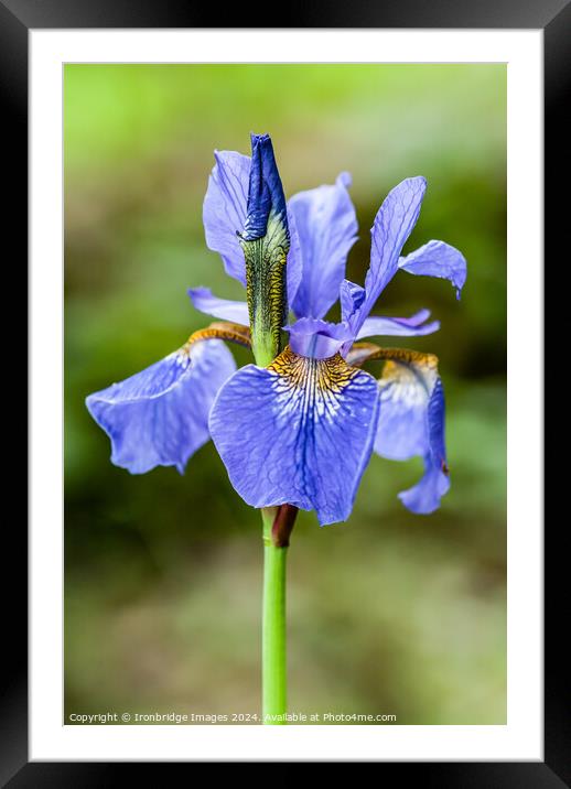 Blue iris Framed Mounted Print by Ironbridge Images