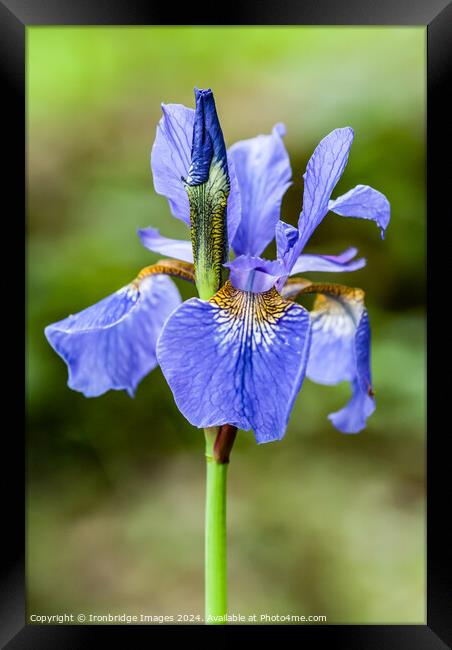Blue iris Framed Print by Ironbridge Images