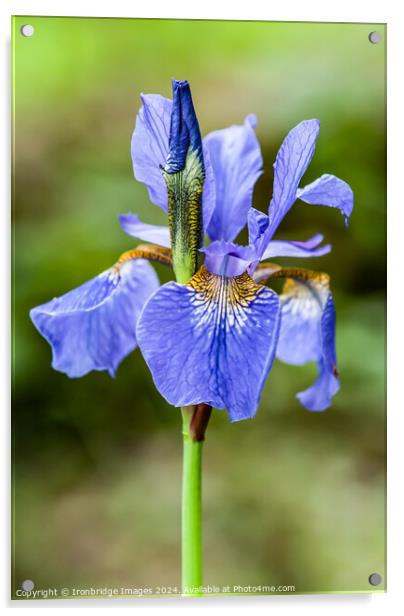 Blue iris Acrylic by Ironbridge Images