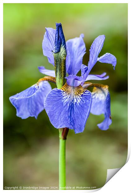 Blue iris Print by Ironbridge Images
