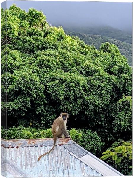 A Vervet monkey sits atop a roof  Canvas Print by Robert Galvin-Oliphant