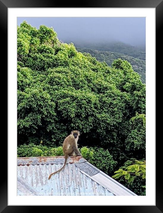 A Vervet monkey sits atop a roof  Framed Mounted Print by Robert Galvin-Oliphant