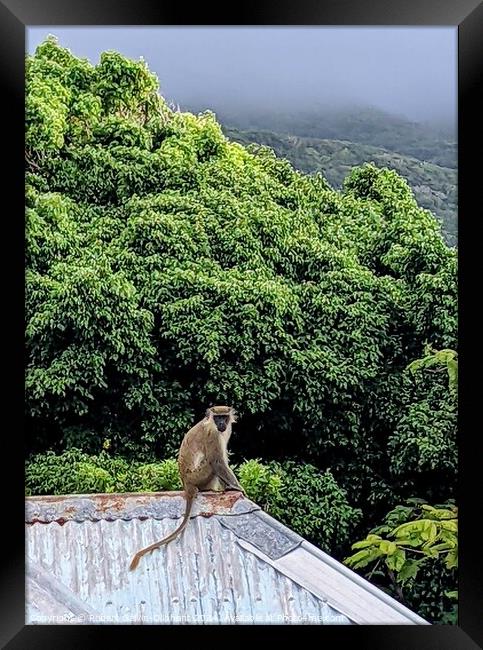 A Vervet monkey sits atop a roof  Framed Print by Robert Galvin-Oliphant