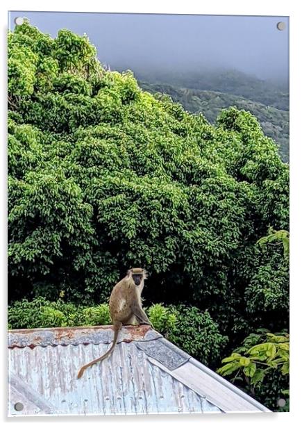 A Vervet monkey sits atop a roof  Acrylic by Robert Galvin-Oliphant
