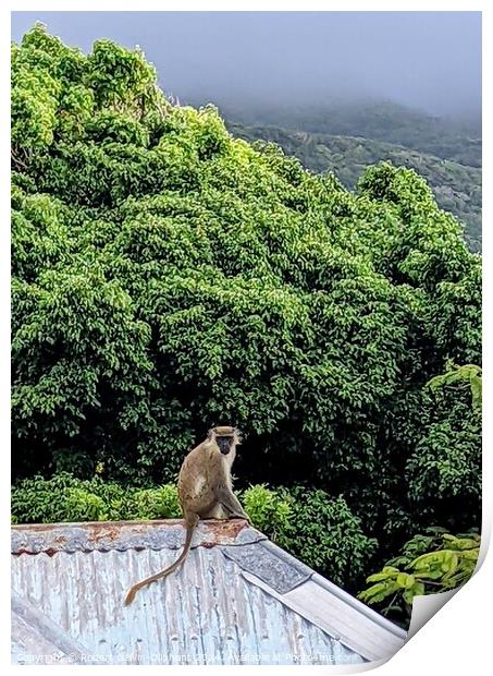 A Vervet monkey sits atop a roof  Print by Robert Galvin-Oliphant