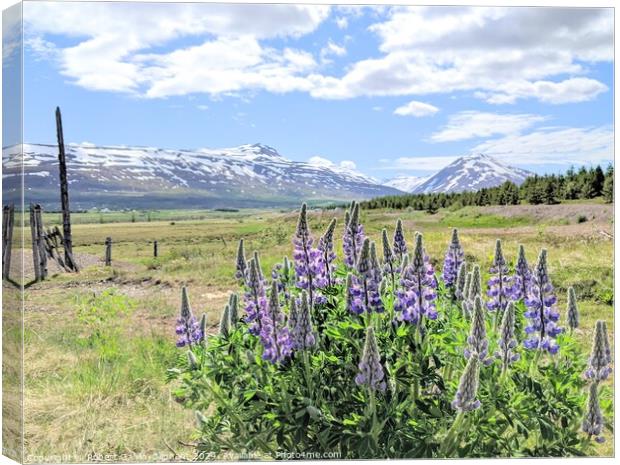 Lupine flowers and snowy mountains  Canvas Print by Robert Galvin-Oliphant