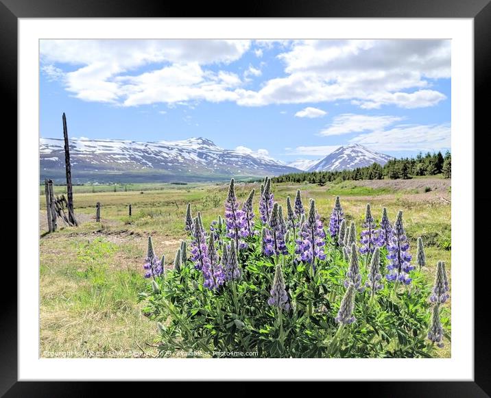 Lupine flowers and snowy mountains  Framed Mounted Print by Robert Galvin-Oliphant