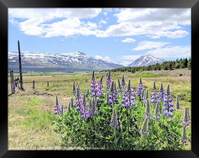 Lupine flowers and snowy mountains  Framed Print by Robert Galvin-Oliphant