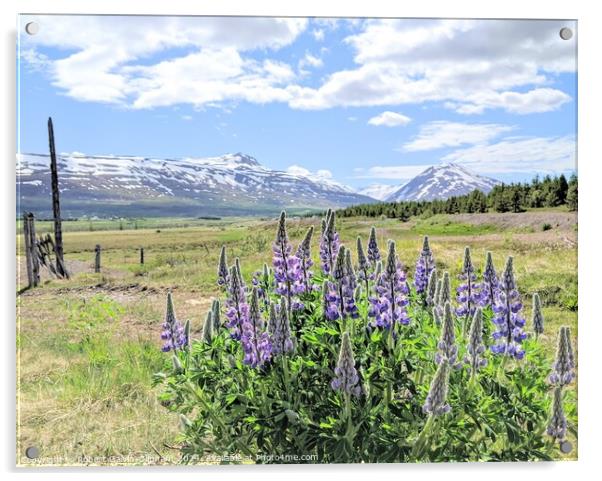 Lupine flowers and snowy mountains  Acrylic by Robert Galvin-Oliphant