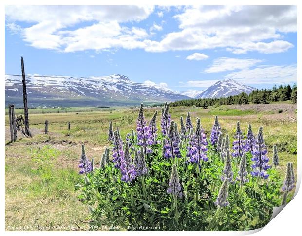 Lupine flowers and snowy mountains  Print by Robert Galvin-Oliphant