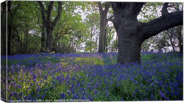 Bluebells in Lymore Wood Canvas Print by Paul J. Collins