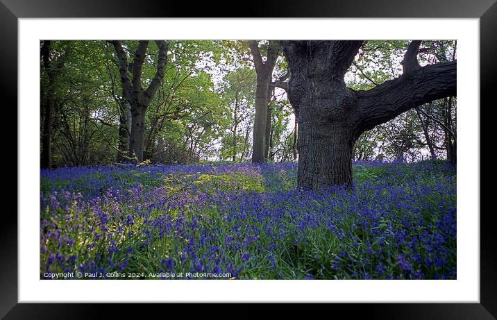 Bluebells in Lymore Wood Framed Mounted Print by Paul J. Collins