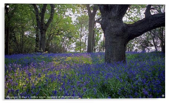 Bluebells in Lymore Wood Acrylic by Paul J. Collins