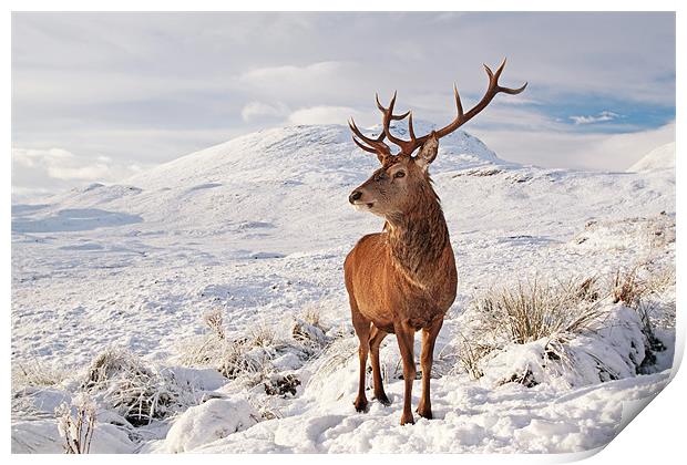 Deer Stag in the snow Print by Grant Glendinning
