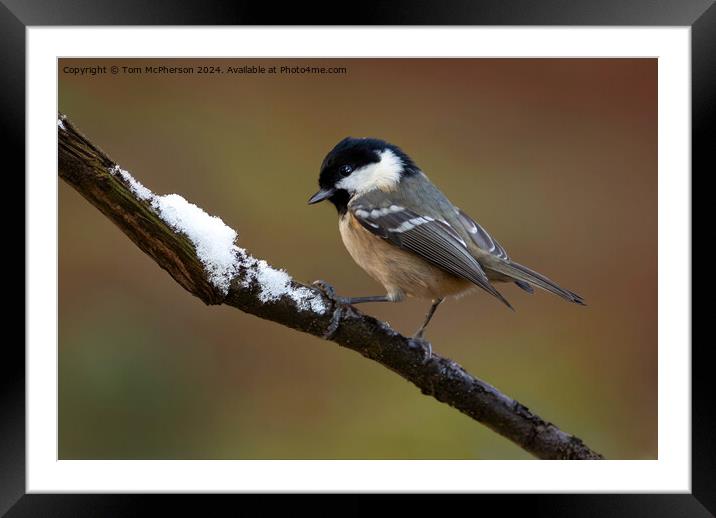 Coal Tit  Framed Mounted Print by Tom McPherson