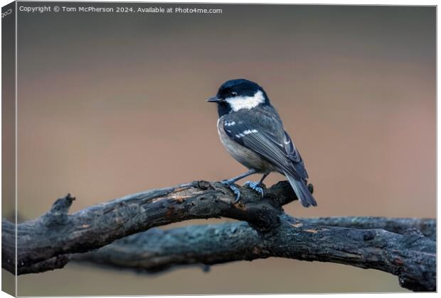 Coal Tit  Canvas Print by Tom McPherson