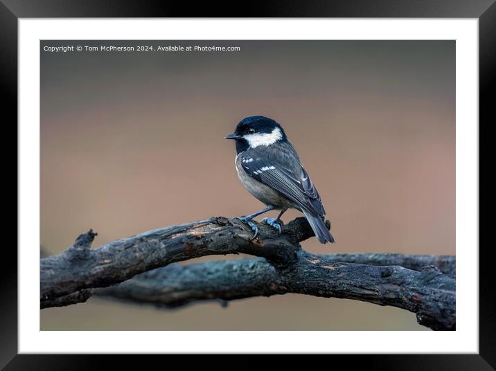 Coal Tit  Framed Mounted Print by Tom McPherson