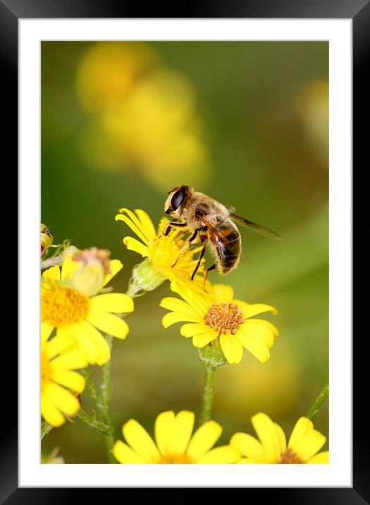 Bee collecting Nectar Framed Mounted Print by Christopher Grant