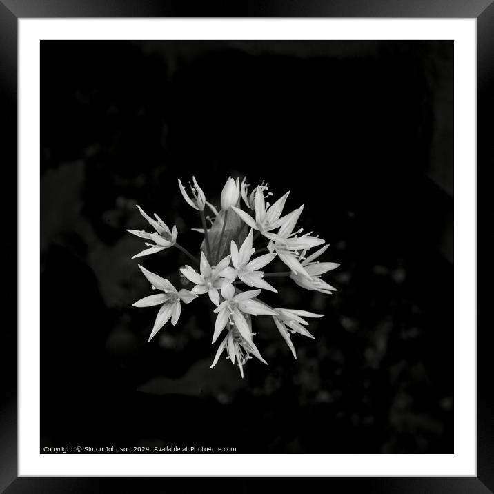 A close up of a wild garlic flower  Framed Mounted Print by Simon Johnson