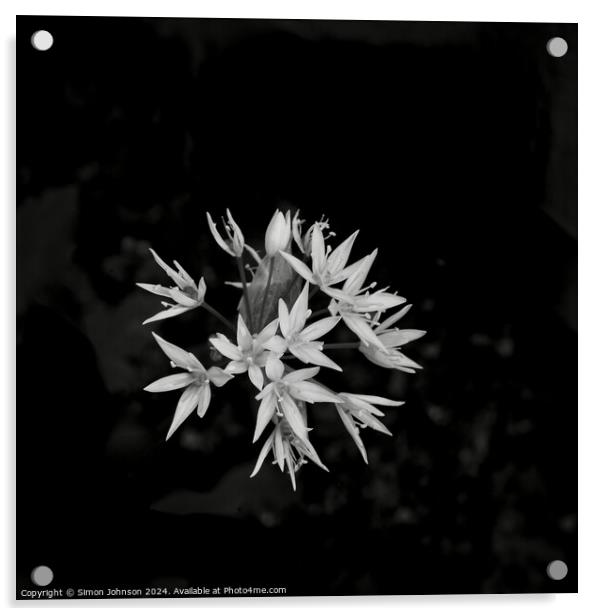 A close up of a wild garlic flower  Acrylic by Simon Johnson
