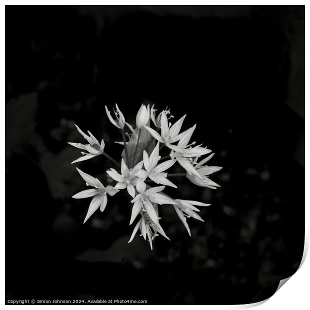 A close up of a wild garlic flower  Print by Simon Johnson