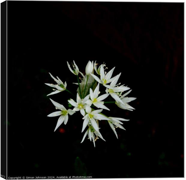 A close up of a wild garlic flowers  Canvas Print by Simon Johnson