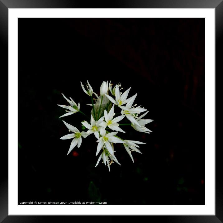 A close up of a wild garlic flowers  Framed Mounted Print by Simon Johnson