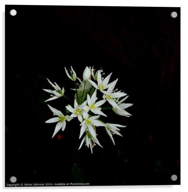 A close up of a wild garlic flowers  Acrylic by Simon Johnson
