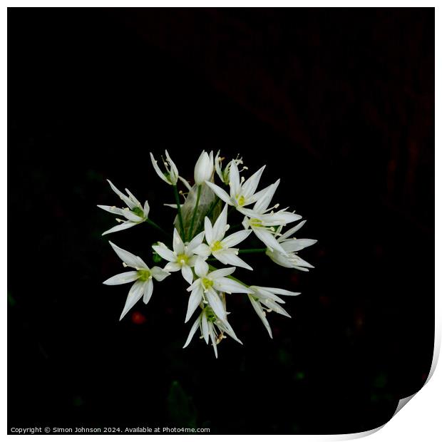 A close up of a wild garlic flowers  Print by Simon Johnson