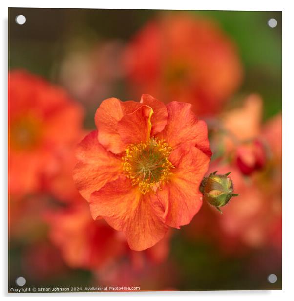 Spring flower  Acrylic by Simon Johnson