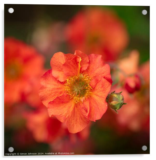 Spring flower Acrylic by Simon Johnson