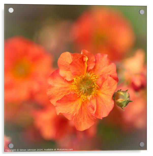 Spring  flower Acrylic by Simon Johnson