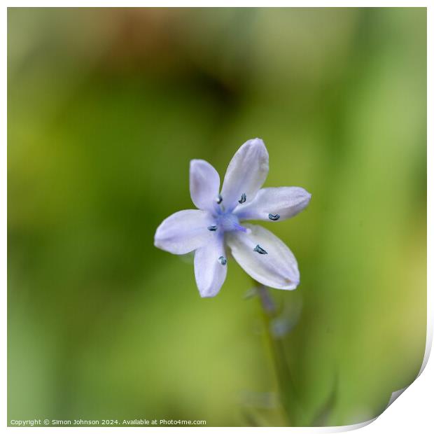 Bluebell flower Print by Simon Johnson