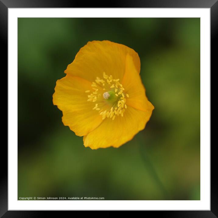 Yellow poppy flower  Framed Mounted Print by Simon Johnson