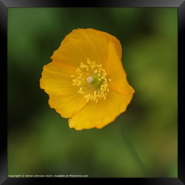 Yellow poppy flower  Framed Print by Simon Johnson