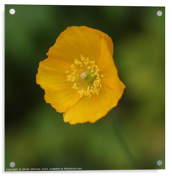 Yellow poppy flower  Acrylic by Simon Johnson