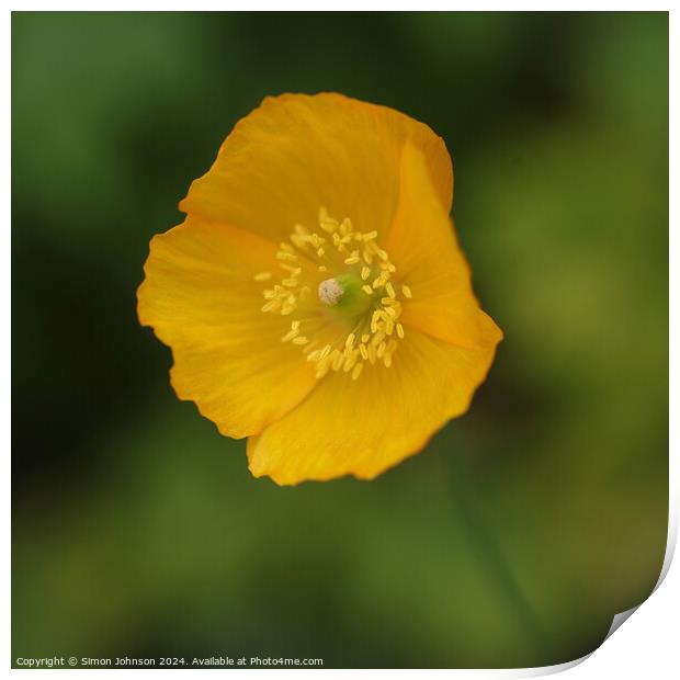 Yellow poppy flower  Print by Simon Johnson