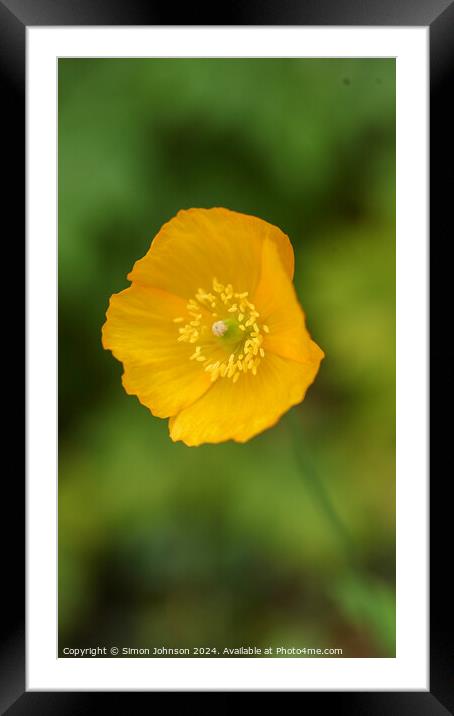 Yellow poppy  Framed Mounted Print by Simon Johnson
