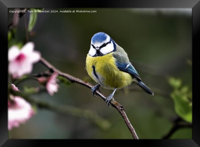 Blue Tit Framed Print by Tom McPherson