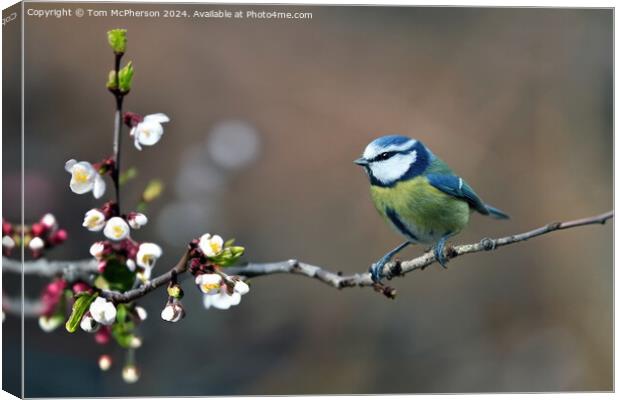 Blue Tit Canvas Print by Tom McPherson