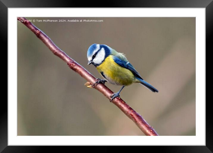 Blue Tit Framed Mounted Print by Tom McPherson