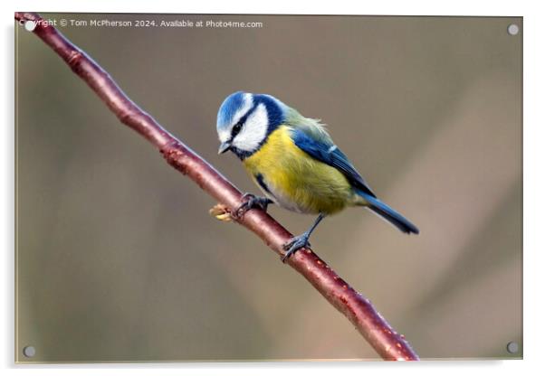 Blue Tit Acrylic by Tom McPherson